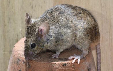 How To Get Rid Of Field House Mice Mouse Control