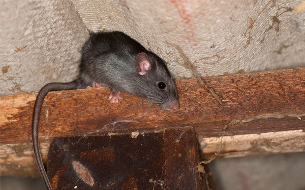 How To Get Rid Of Roof Rats Rodent Control