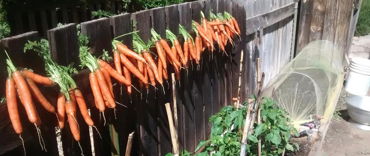 california carrot cropproblem with supply due to weather