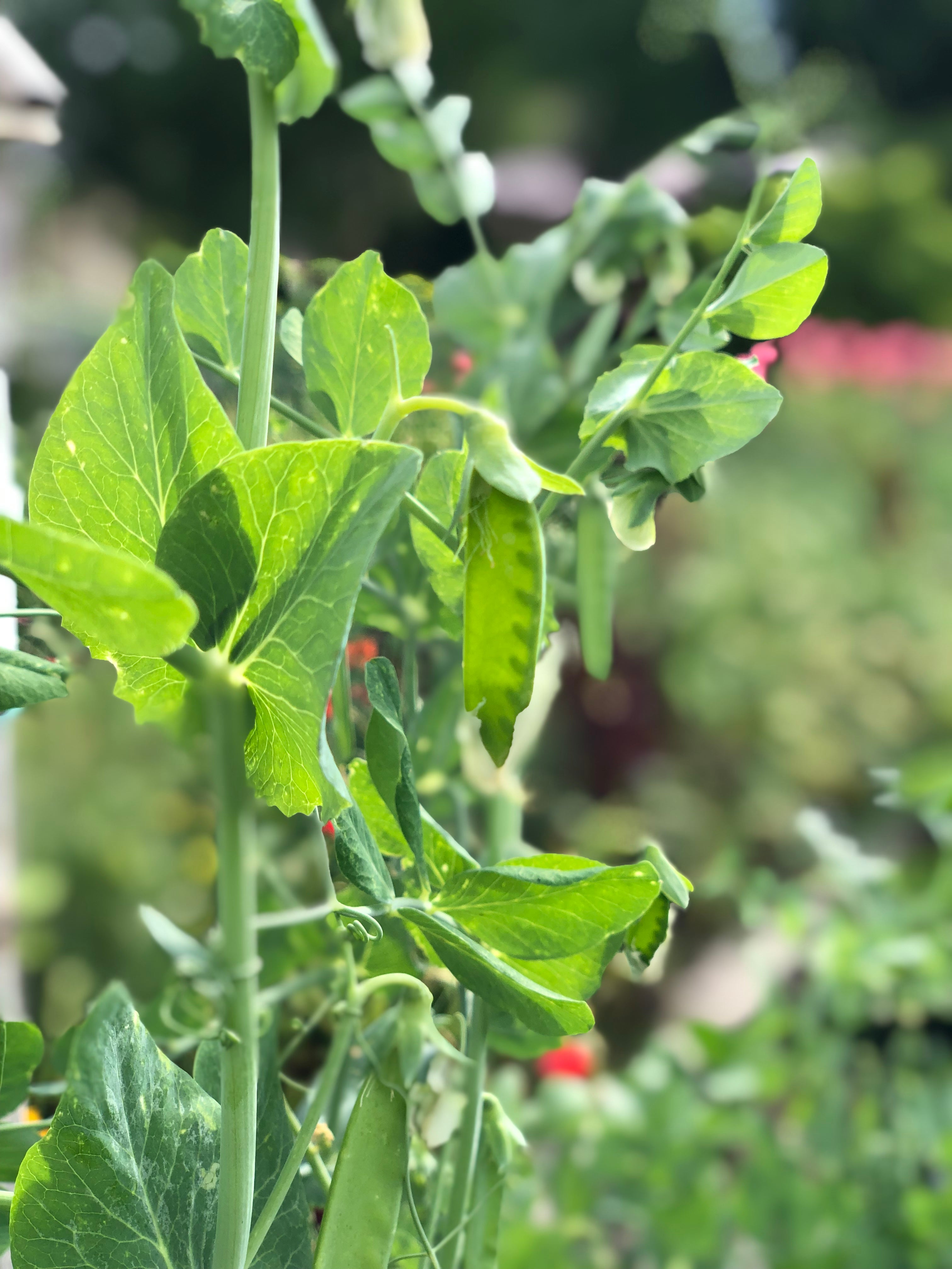 pea seedling