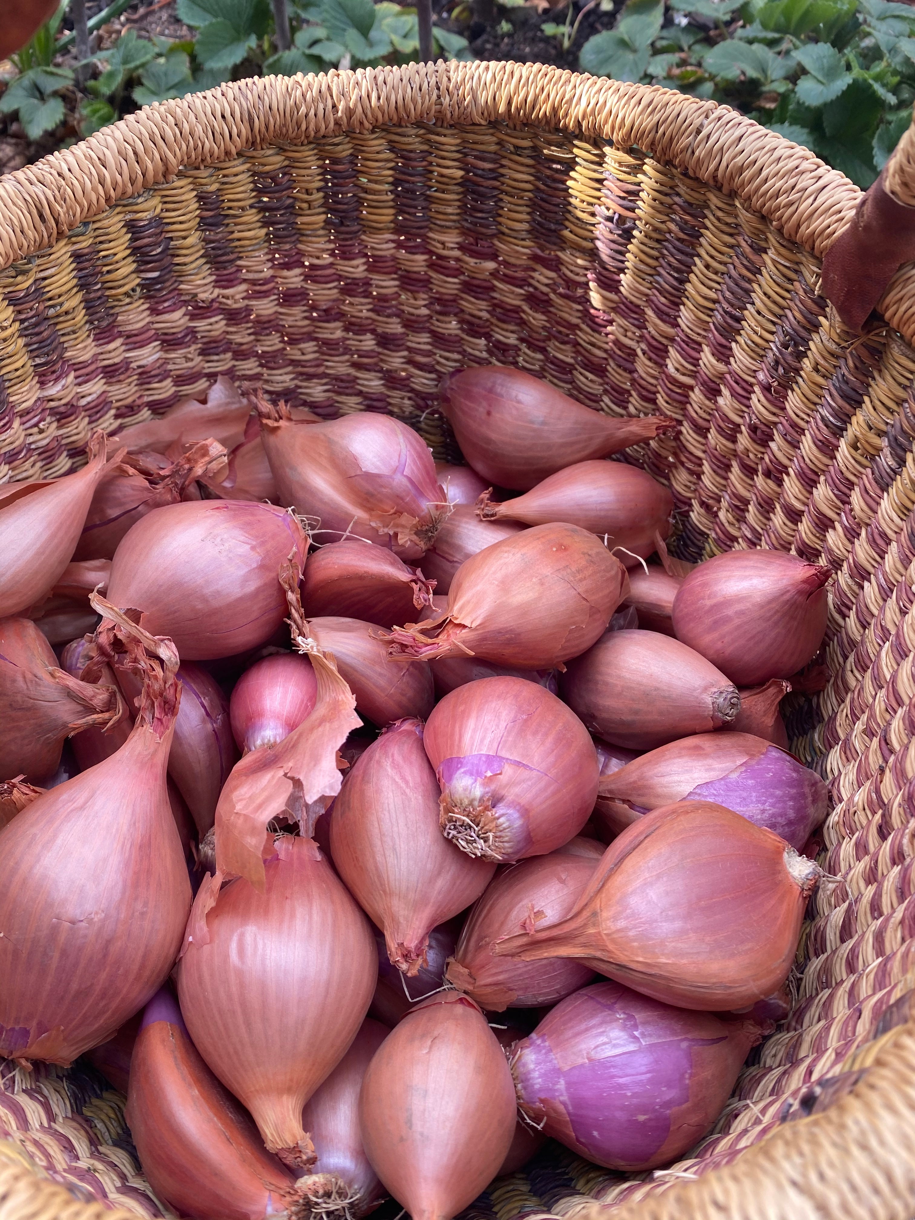 Growing Organic Shallots