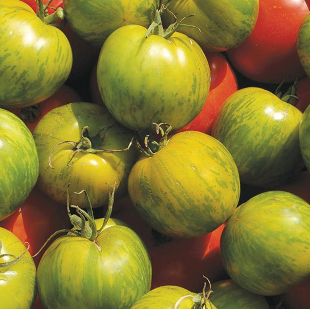 green zebra tomato