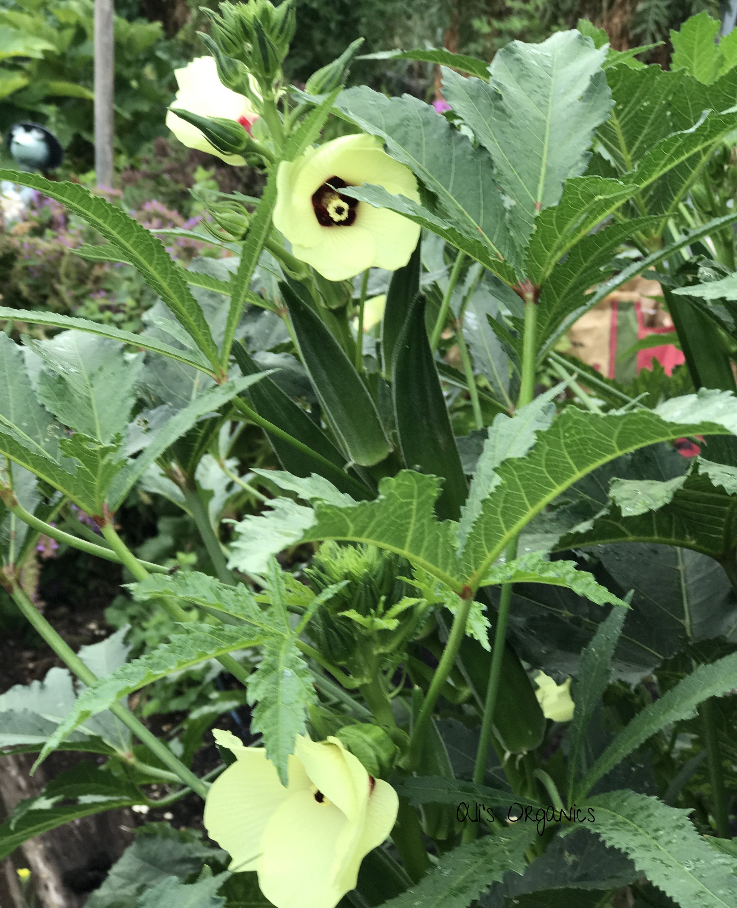 clemson spineless okra