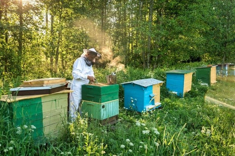 Beekeeper Laimonas tending to his hives in Bulgaria.