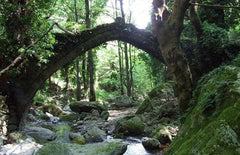 The Forest at Tsagaraza Pelion