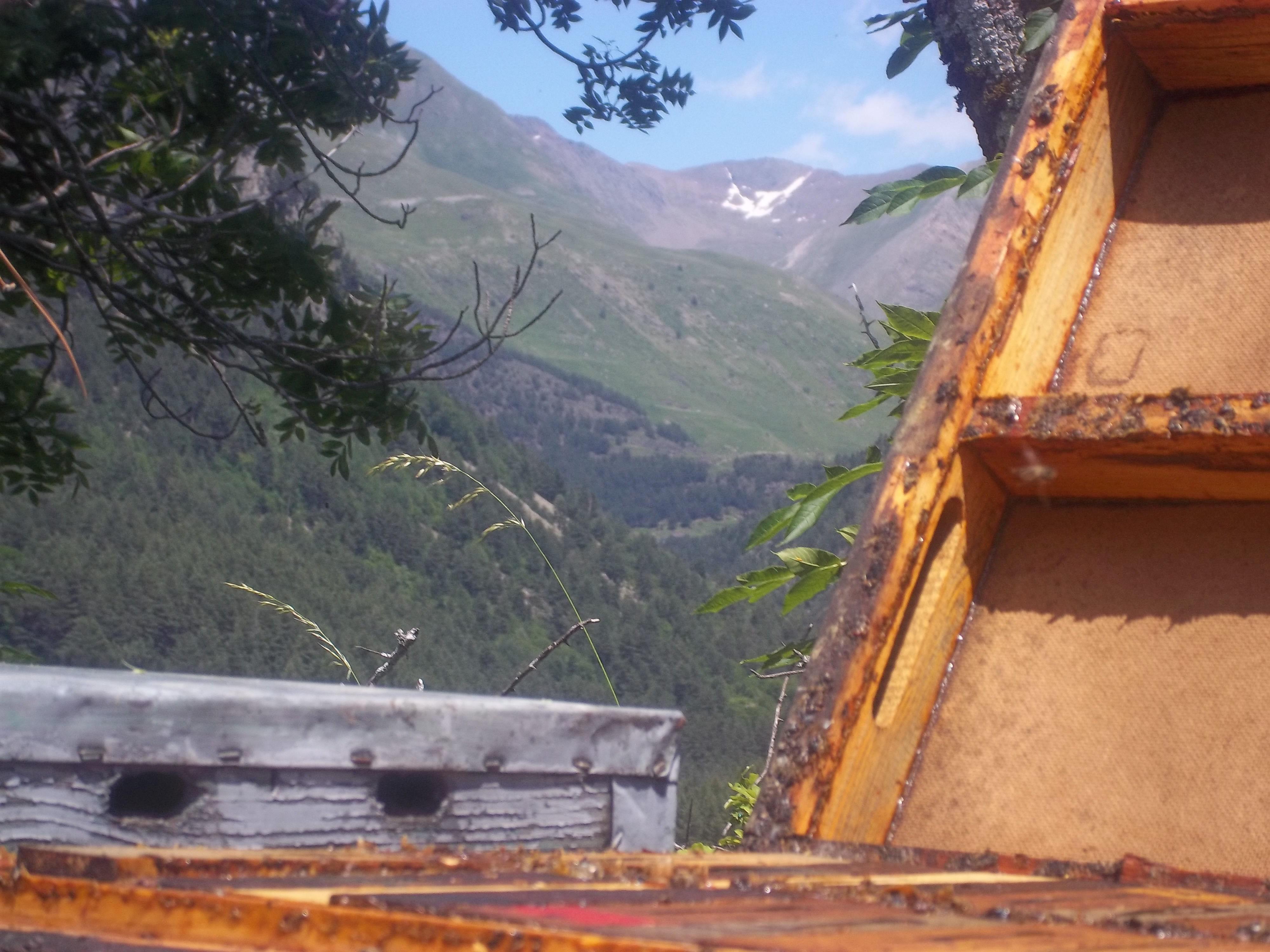 This is the beautiful view Rossend's bees have when they wake in the morning. This photo is from the Pyrenees
