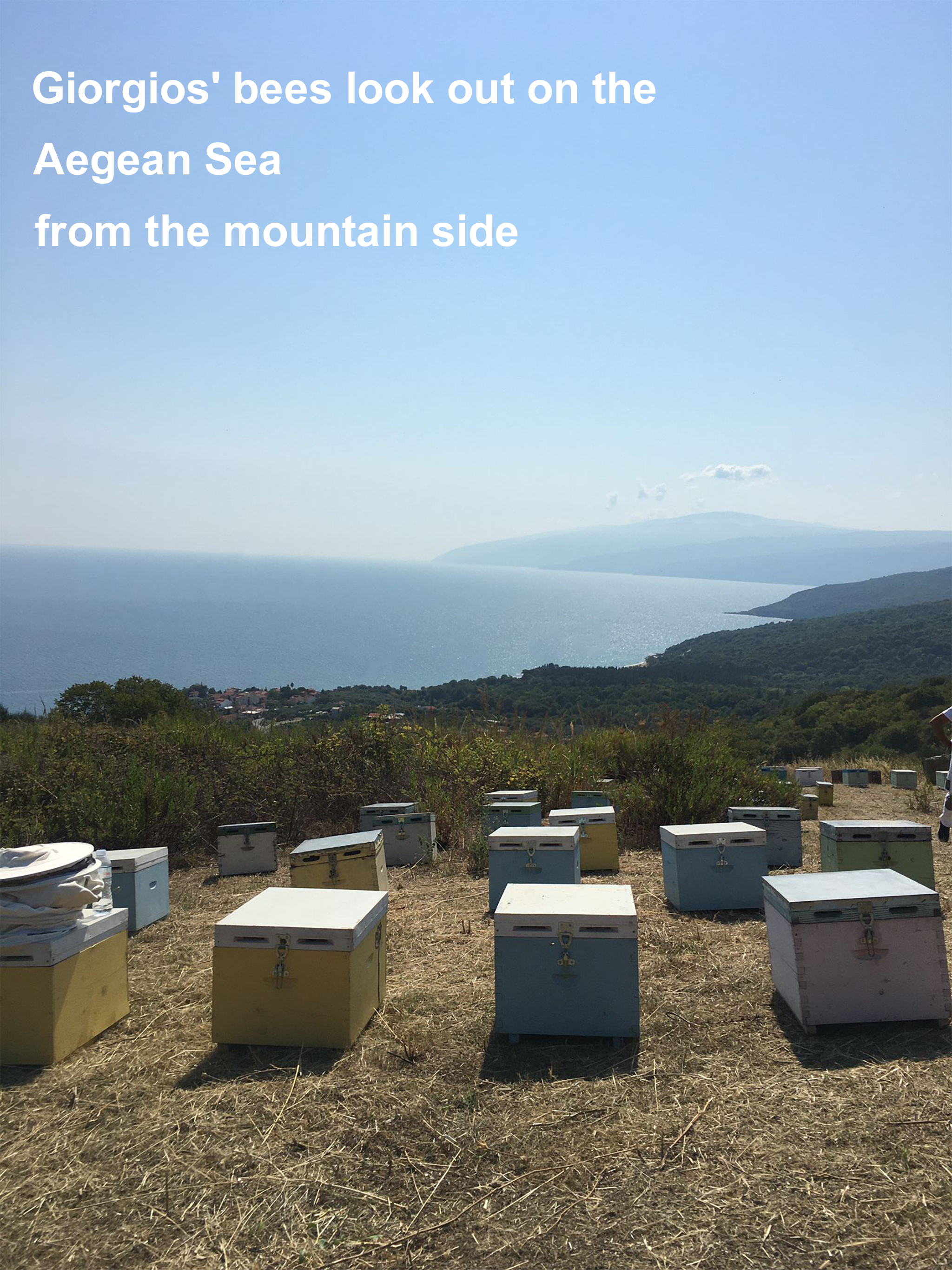 Giorgios' bees look out on the Aegean Sea from the beautiful wild Halkidiki Peninsula