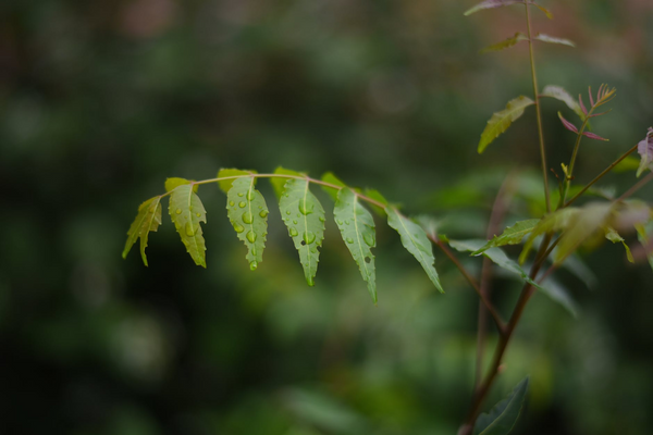 aceite-neem-labeau-organic