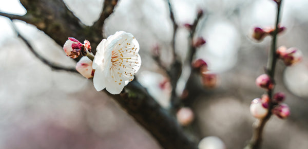 aceite de almendras usos 