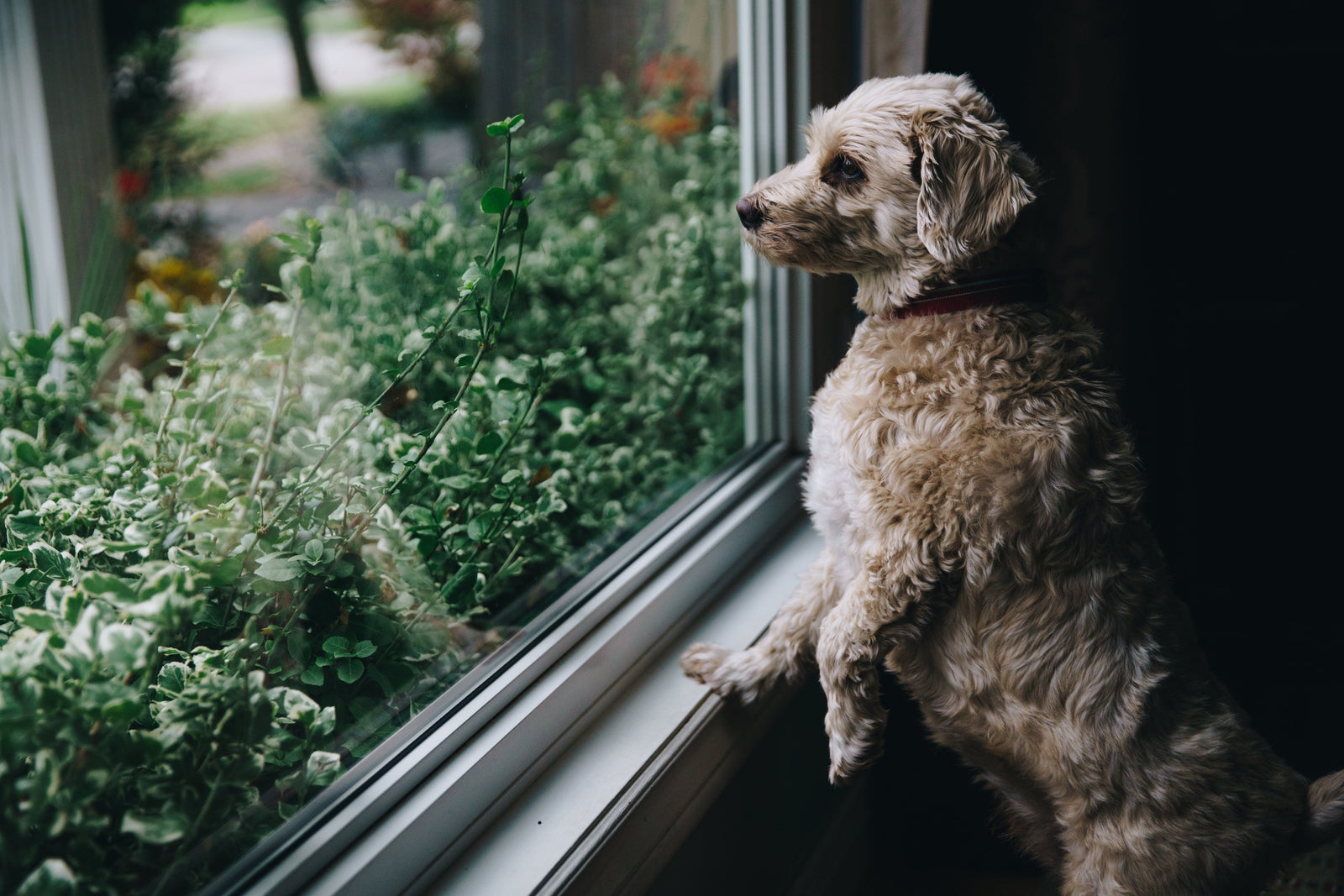 can dogs smell through windows