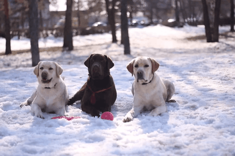 3 labs in the snow