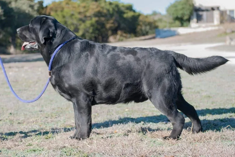 Black Lab with Thick coat
