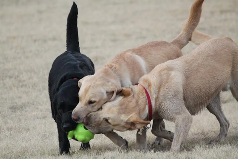 Three Labs playing with a tennis ball