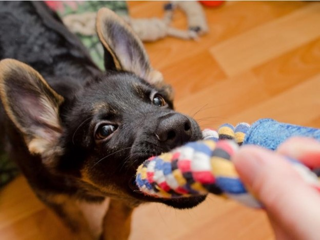 Tug of War Activities to Play with Your Pet on PetPerennials.com