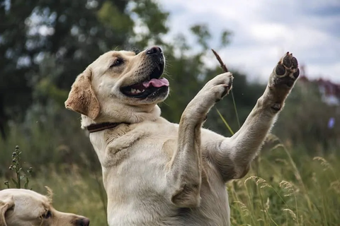 Labs Are Highly Trainable