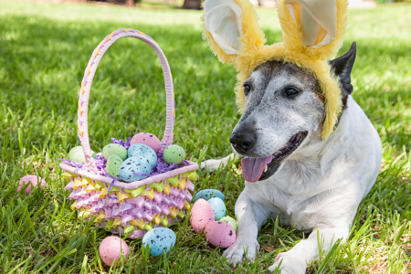 Easter Dog Safety Tips PetPerennials.com