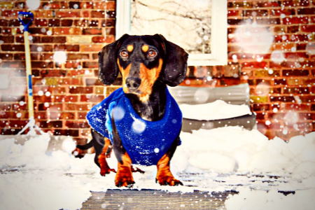 Dressing Pets for Cold Weather Dad Dog Blog PetPerennials.com