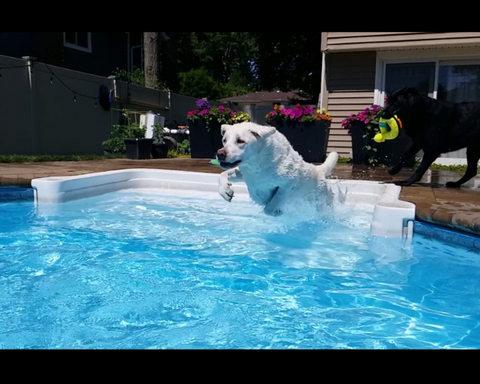 Dexter Ward Leaping into Paradise for a Swim
