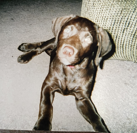 Gwen as a Pup Changed the Trajectory of Chris Olinger's Life Read at PetPerennials.com