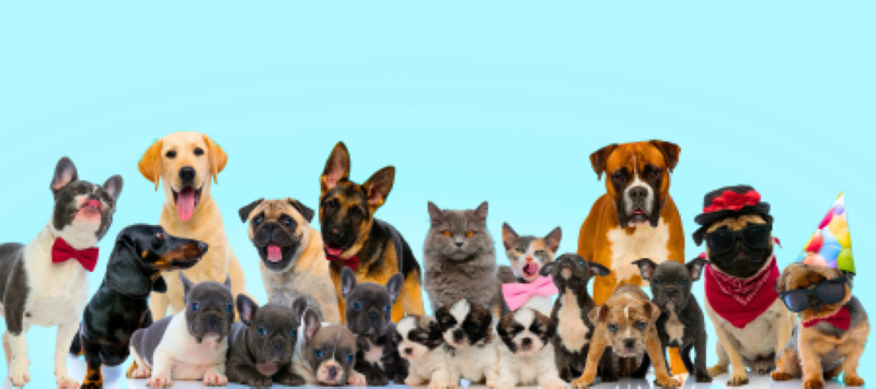 Selecting the Right Dog Breed for your family