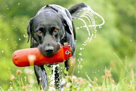 Black Lab with Buoy