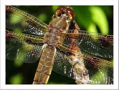 https://clearconsciencepet.com/blogs/news/maui-and-the-dragonfly-a-true-story-of-visitation