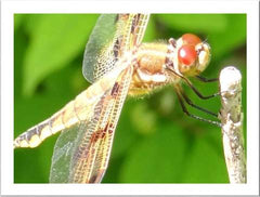 Maui https://clearconsciencepet.com/blogs/news/maui-and-the-dragonfly-a-true-story-of-visitation