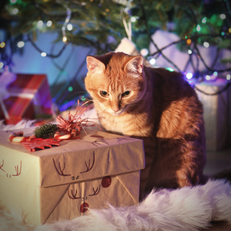 Kittens and Cats don't make good surprise gifts - Ask first before gifting a pet!