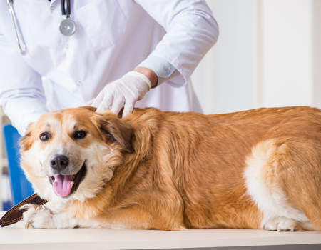 Regular Vet Visits are Especially Important for Senior Pets PetPerennials.com 