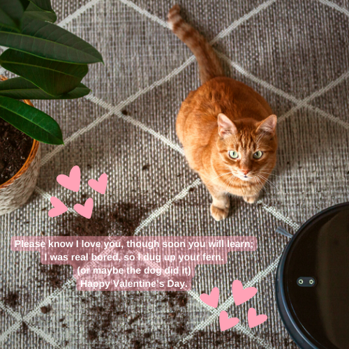 PetPerennials.com thoughtful gifts for cat lovers and cats