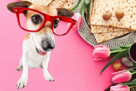 Passover Meal what is safe for pets and what is not