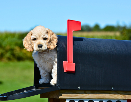 Mail carriers and dogs Dog Bite Prevention Week PetPerennials.com