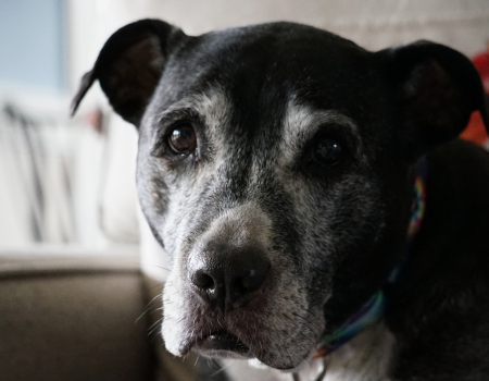 Senior Pets Euthanasia