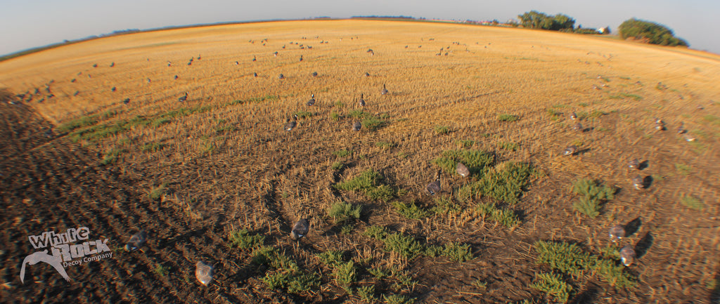 Canada Goose Hunting With Windsock Decoys