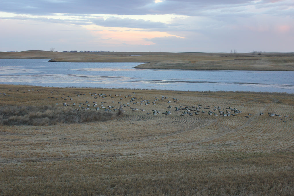 Duck Windsock Decoy Spreads