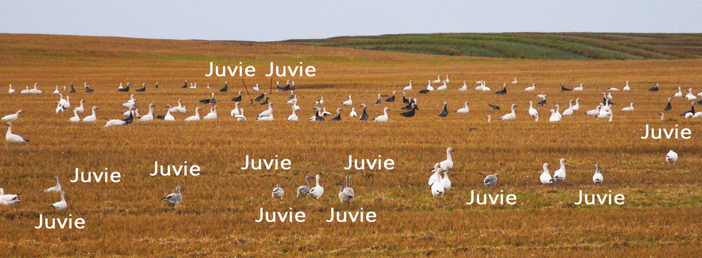 Juvy Snow Goose Hatch 2019