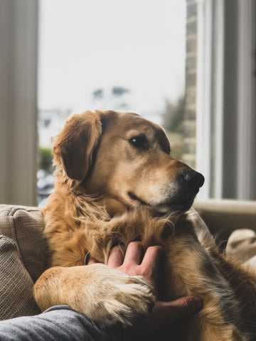 A dog having it's tummy rubbed.