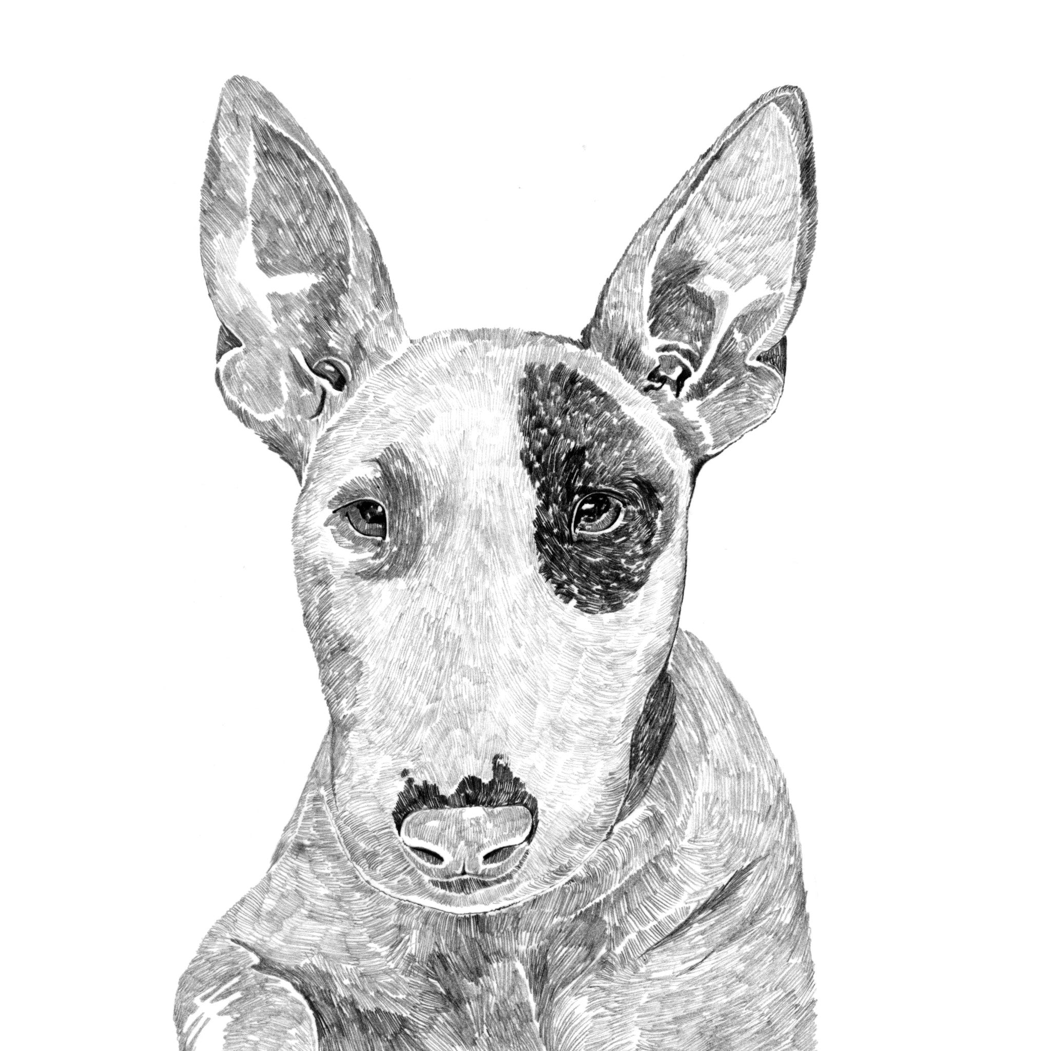 Bull Terrier Dog Print – ROS SHIERS