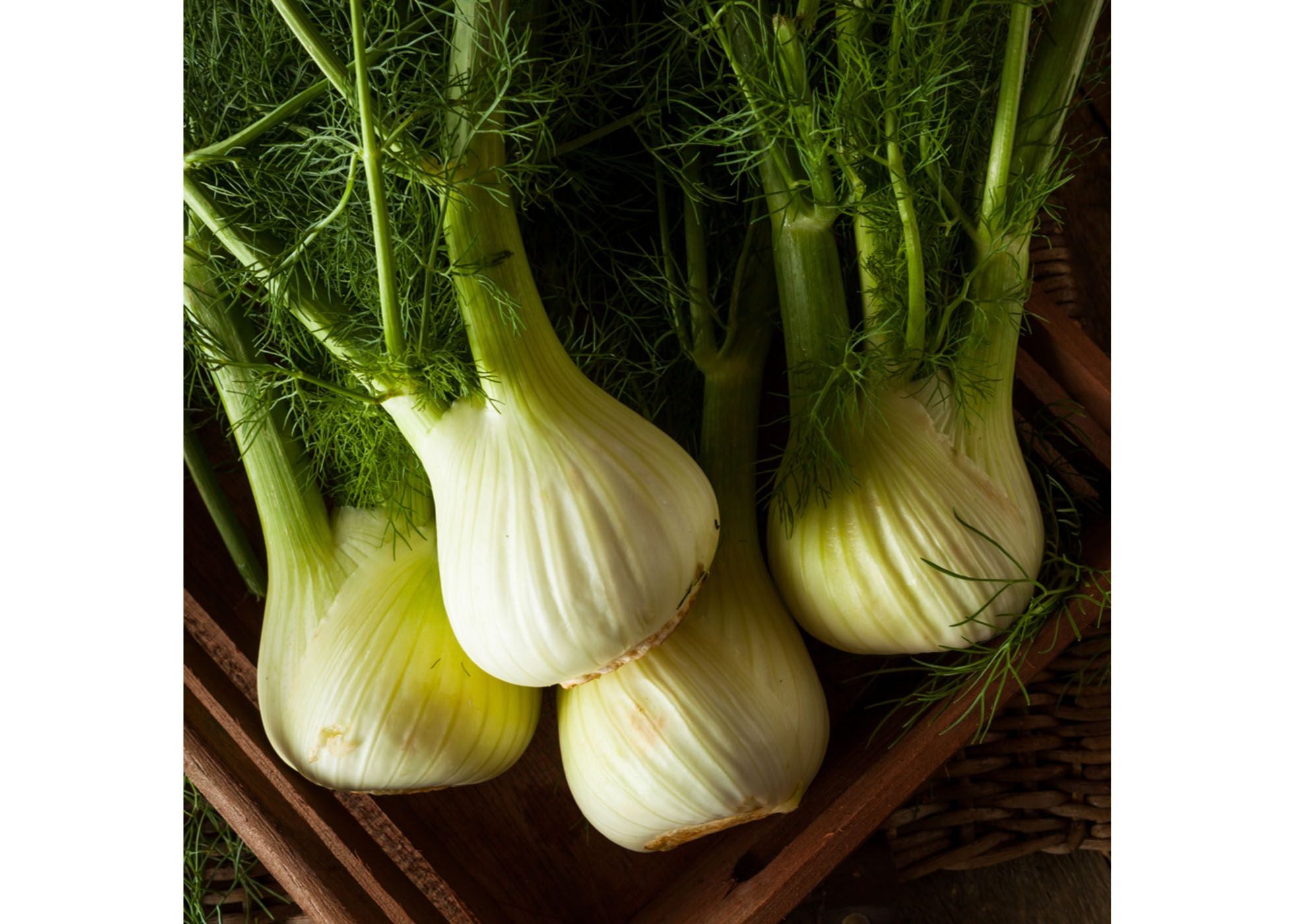 fennel