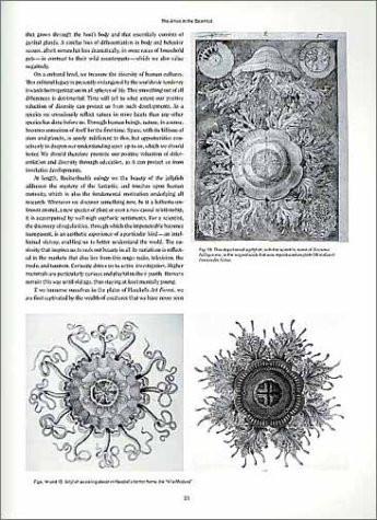Art Forms In Nature The Prints Of Ernst Haeckel Neue Galerie Design Shop Book Store