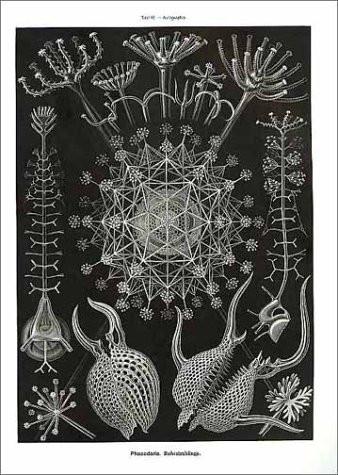 Art Forms In Nature The Prints Of Ernst Haeckel Neue Galerie Design Shop Book Store