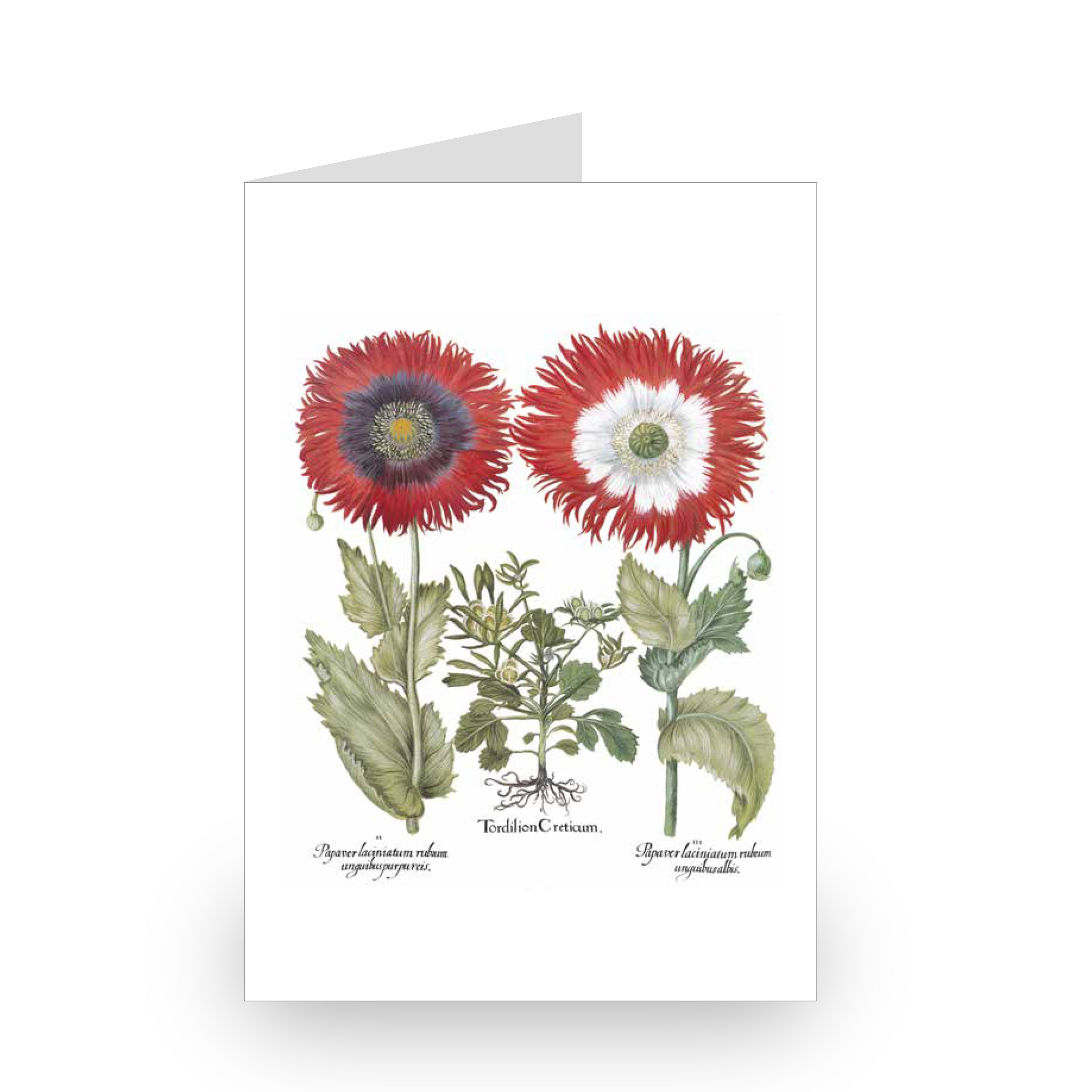 Besler Botanicals Notecard Set