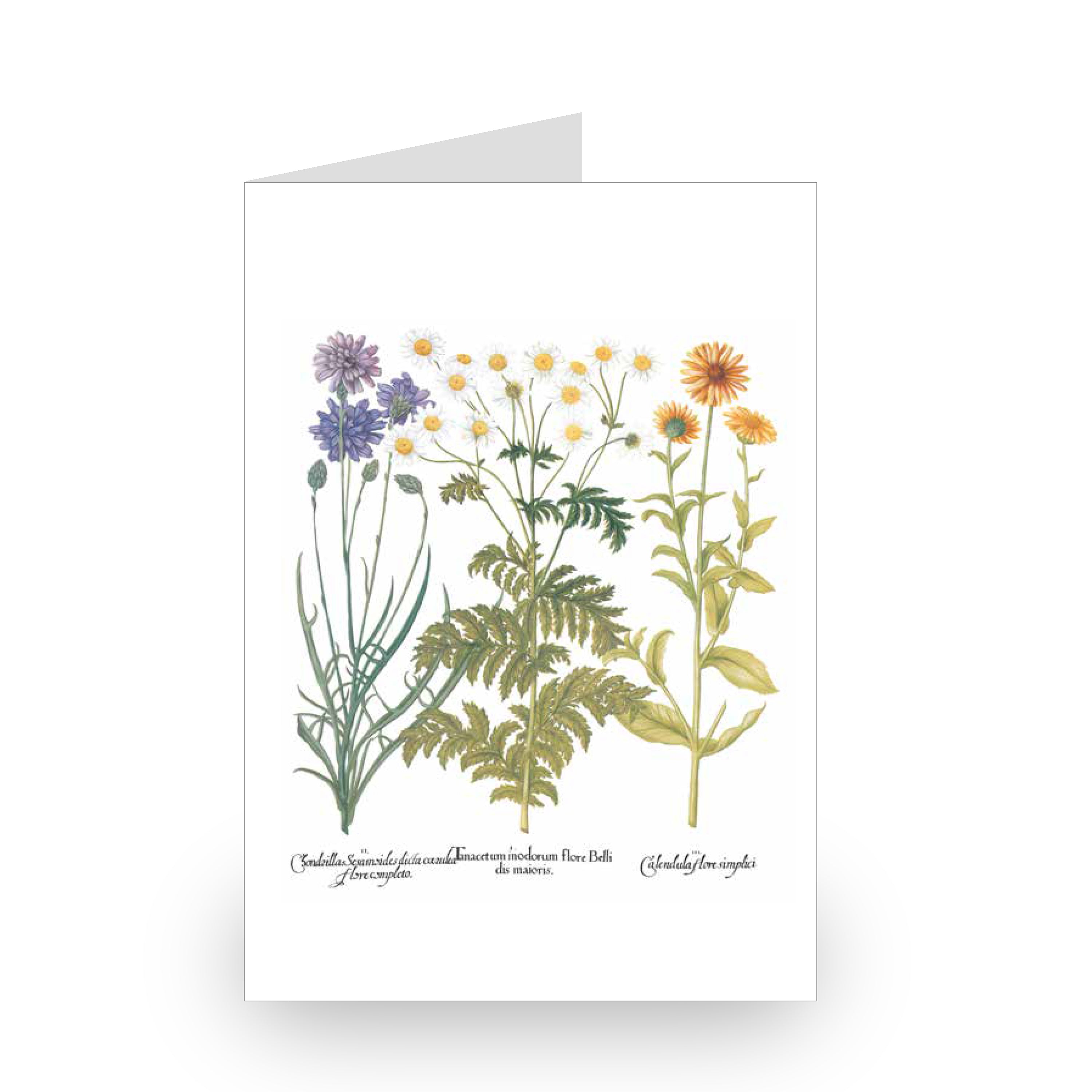 Besler Botanicals Notecard Set