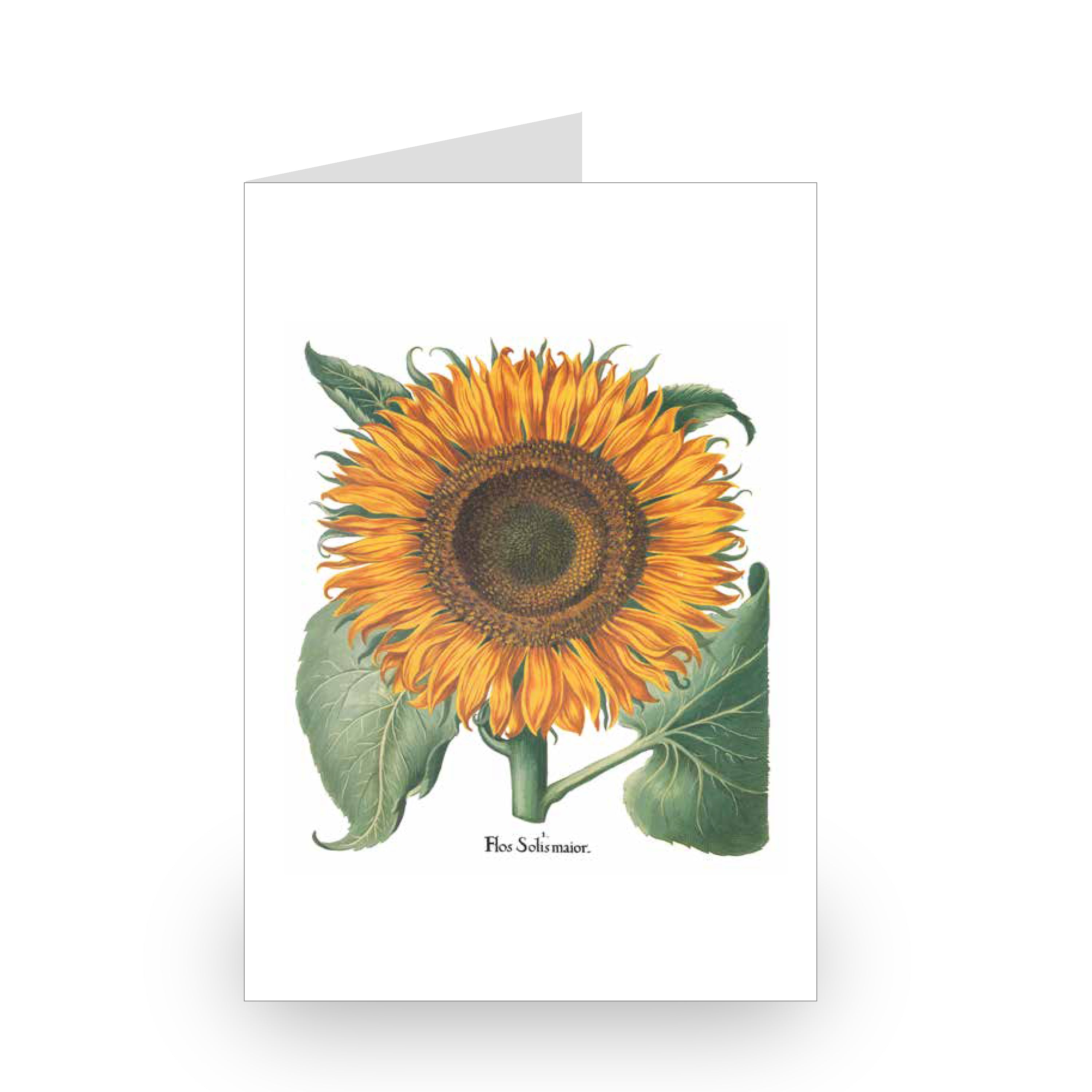 Besler Botanicals Notecard Set