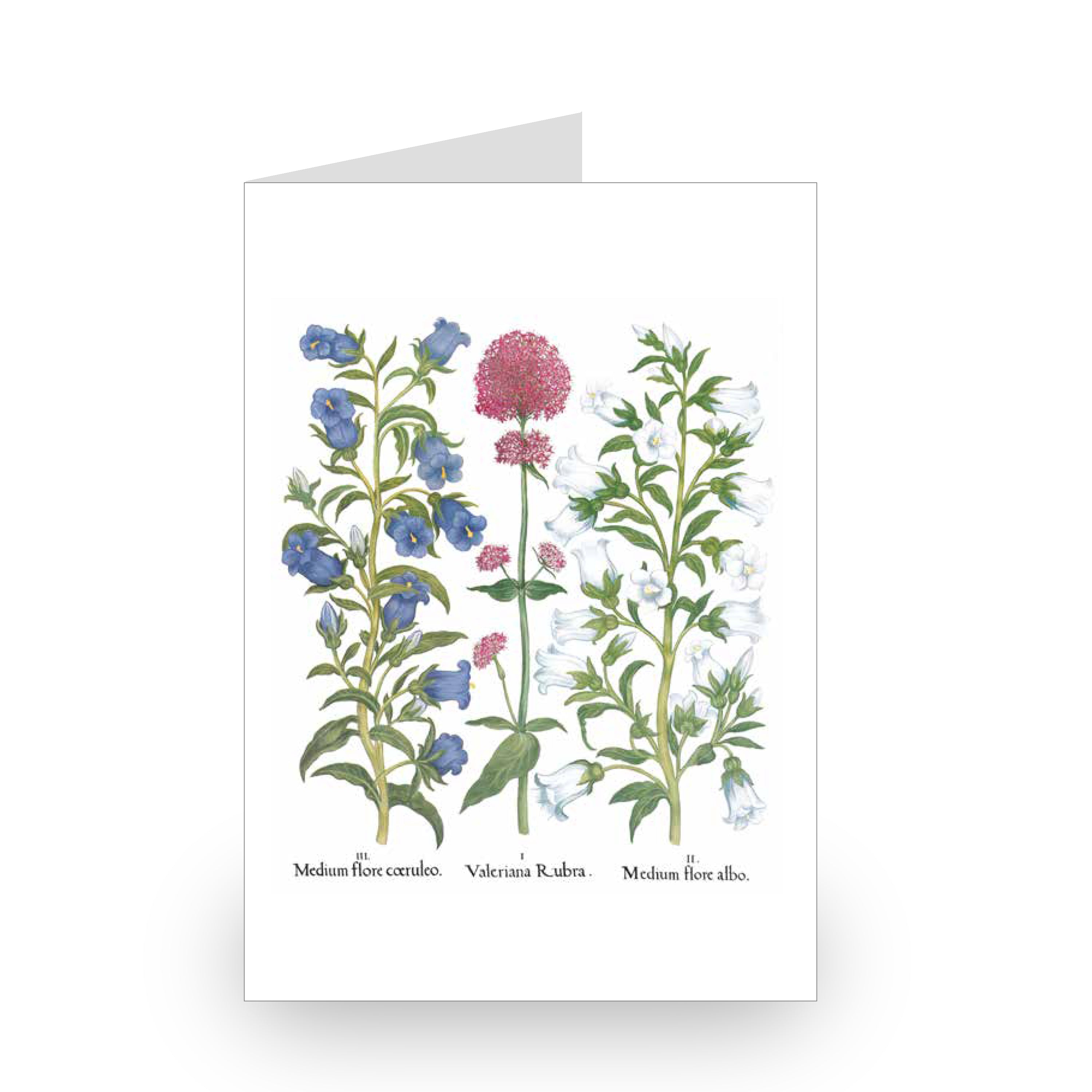 Besler Botanicals Notecard Set