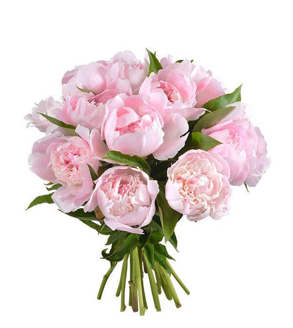 Light Pink Peonies Bouquet - Fresh Blooms Same Day Peonies Delivery