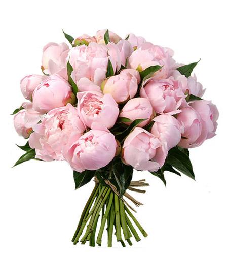 Light Pink Peonies Bouquet - Fresh Blooms Same Day Peonies Delivery