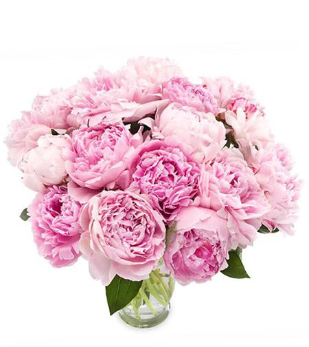 Light Pink Peonies Bouquet - Fresh Blooms Same Day Peonies Delivery