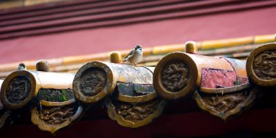 nestelende vogels onder dakpannen