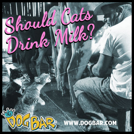 Should Cats Drink Milk?